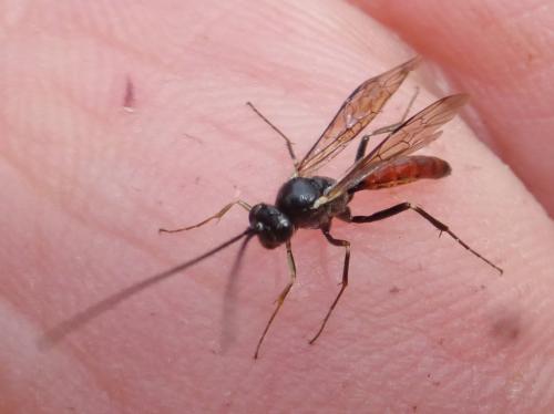 Syzeuctus sp.